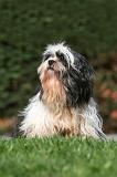 LHASSA APSO 115
